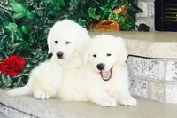 processed/9b0eb685-1e45-4aa9-bf08-f37fce989f78/listing/390007bf-fe84-443c-aa1b-e838d444aefc/86eaadc4-7c44-4924-88e4-393ddf0ba5e2