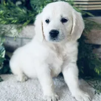 Paradise, a  Golden Retriever for sale in Waconia, MN – Photo 1 of 3