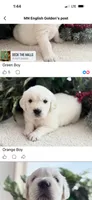 Bud ICH Clear, a male Golden Retriever for sale in Waconia, MN – 4 of 5