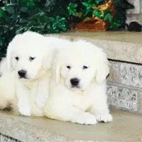 Bud ICH Clear, a male Golden Retriever for sale in Waconia, MN – Photo 2 of 3