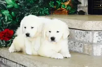 Bud ICH Clear, a male Golden Retriever for sale in Waconia, MN – Photo 2 of 3