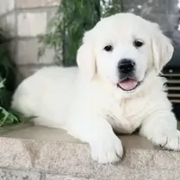 Bud ICH Clear, a male Golden Retriever for sale in Waconia, MN – Photo 1 of 3