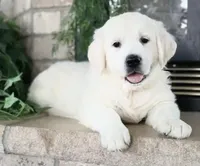 Bud ICH Clear, a male Golden Retriever for sale in Waconia, MN – Photo 1 of 3