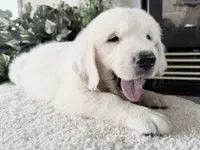Bud ICH Clear, a male Golden Retriever for sale in Waconia, MN – 5 of 5