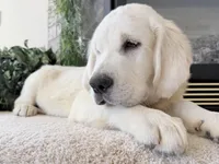 Lover boy ICh Clear , a male English Cream Golden Retriever for sale in Waconia, MN – 3 of 3