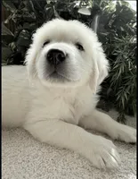 Gracie, a female Golden Retriever for sale in Waconia, MN – Photo 2 of 5