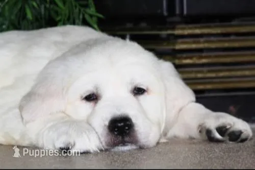 Gracie – Golden Retriever puppy for sale in Waconia, MN