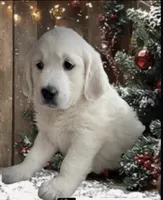 Gracie, a female Golden Retriever for sale in Waconia, MN – Photo 5 of 5
