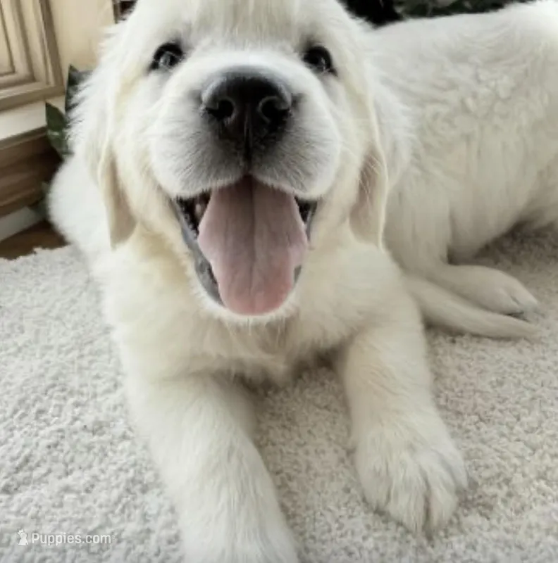 Gracie – Golden Retriever puppy for sale in Waconia, MN