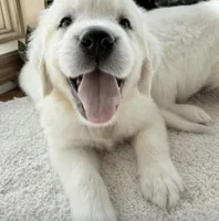 Gracie, a female Golden Retriever for sale in Waconia, MN – Photo 1 of 5