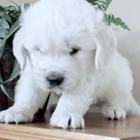 Champ ICH Clear, a male English Cream Golden Retriever for sale in Waconia, MN – Photo 1 of 2