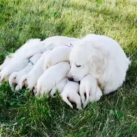 Champ ICH Clear, a male English Cream Golden Retriever for sale in Waconia, MN – Photo 2 of 2