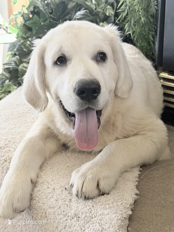 Lover boy ICh Clear  – English Cream Golden Retriever puppy for sale in Waconia, MN