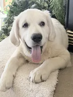 Lover boy ICh Clear , a male English Cream Golden Retriever for sale in Waconia, MN – 1 of 3