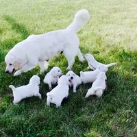 New Year, a male English Cream Golden Retriever for sale in Waconia, MN – Photo 2 of 3