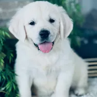 New Year, a male English Cream Golden Retriever for sale in Waconia, MN – Photo 1 of 3