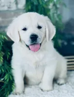 processed/9b0eb685-1e45-4aa9-bf08-f37fce989f78/listing/b07076ea-b4b6-4873-bb6a-8eedb41c93f8/af82c6f7-87aa-485f-b380-db25948c91fc