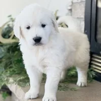 Bear, a male English Cream Golden Retriever for sale in Waconia, MN – Photo 1 of 3