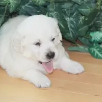 Star ICh Clear, a female Golden Retriever for sale in Waconia, MN – Photo 1 of 3