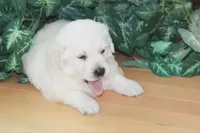 Star ICh Clear, a female Golden Retriever for sale in Waconia, MN – Photo 1 of 3