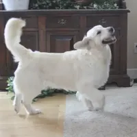 Star ICh Clear, a female Golden Retriever for sale in Waconia, MN – Photo 2 of 3