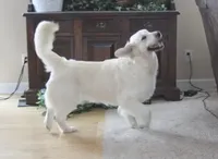 Star ICh Clear, a female Golden Retriever for sale in Waconia, MN – Photo 2 of 3