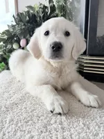 Star ICh Clear, a female Golden Retriever for sale in Waconia, MN – 5 of 5