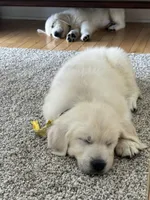 Star ICh Clear, a female Golden Retriever for sale in Waconia, MN – 4 of 5