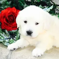 Nala, a female English Cream Golden Retriever for sale in Waconia, MN – Photo 1 of 2