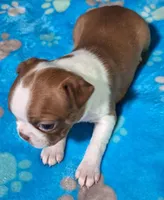 Sweet Pea "4th born", a female Boston Terrier for sale in Stillwater, OK – 6 of 7