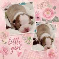 Holly, a female Boston Terrier for sale in Stillwater, OK – 3 of 4