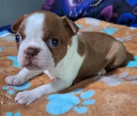 Gus "1st born", a male Boston Terrier for sale in Stillwater, OK – 7 of 7