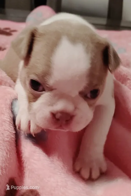 Sookie – Boston Terrier puppy for sale in Stillwater, OK