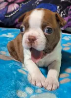 Sweet Pea "4th born", a female Boston Terrier for sale in Stillwater, OK – 4 of 7