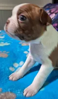 Sweet Pea "4th born", a female Boston Terrier for sale in Stillwater, OK – 7 of 7