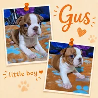 Gus "1st born", a male Boston Terrier for sale in Stillwater, OK – 2 of 7
