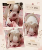 Lady "5th born", a female Boston Terrier for sale in Stillwater, OK – 3 of 7