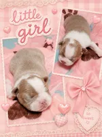 ❤️HOLLY❤️, a female Boston Terrier for sale in Stillwater, OK – 10 of 10