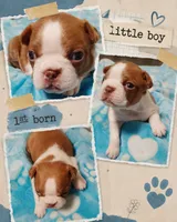 Gus "1st born", a male Boston Terrier for sale in Stillwater, OK – 3 of 7