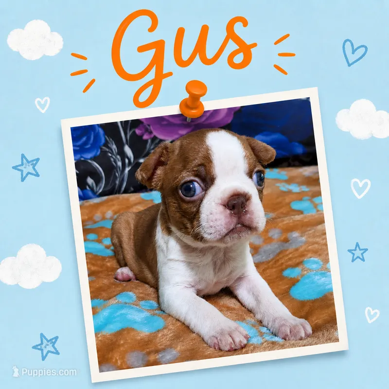 Gus "1st born" – Boston Terrier puppy for sale in Stillwater, OK