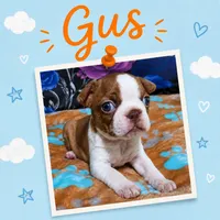 Gus "1st born", a male Boston Terrier for sale in Stillwater, OK – 1 of 7