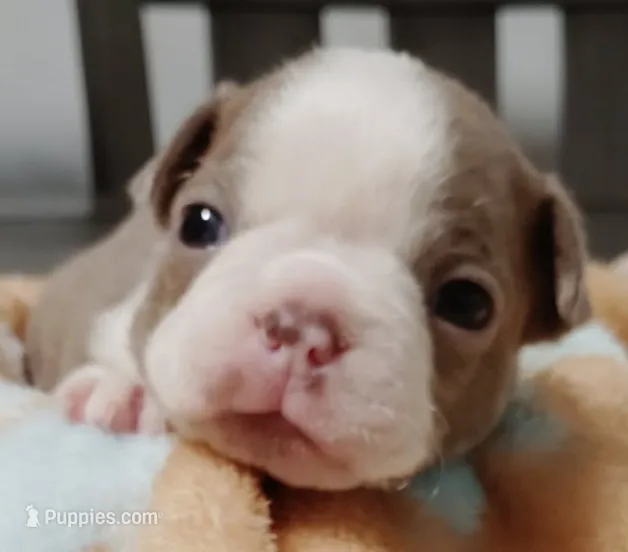 Holly – Boston Terrier puppy for sale in Stillwater, OK