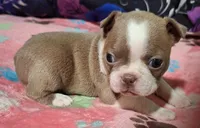 Holly "6th born", a female Boston Terrier for sale in Stillwater, OK – 7 of 7