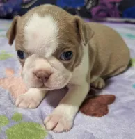 Lady "5th born", a female Boston Terrier for sale in Stillwater, OK – 4 of 7