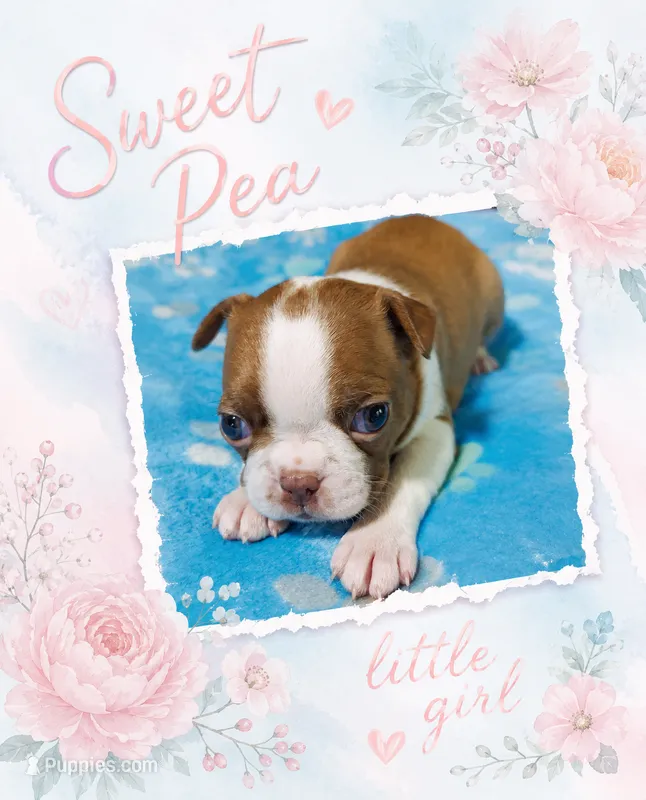 Sweet Pea "4th born" – Boston Terrier puppy for sale in Stillwater, OK