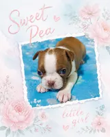 Sweet Pea "4th born", a female Boston Terrier for sale in Stillwater, OK – 1 of 7