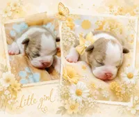 Sookie, a female Boston Terrier for sale in Stillwater, OK – 2 of 4