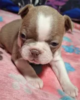 Holly "6th born", a female Boston Terrier for sale in Stillwater, OK – 5 of 7