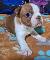 Gus "1st born", a male Boston Terrier for sale in Stillwater, OK – 4 of 7