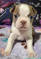 Lady "5th born", a female Boston Terrier for sale in Stillwater, OK – 6 of 7